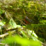 ROBIN by Ann Supan