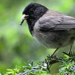 JUNCO by Ann Supan
