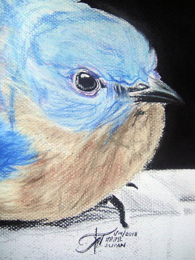 Original Illustration Animal Drawing by Ann Supan