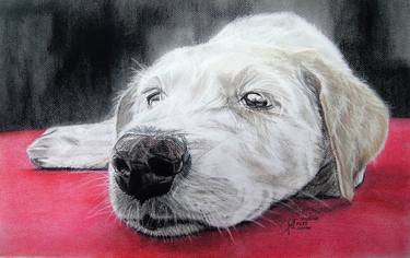 Original Fine Art Animal Drawings by Ann Supan