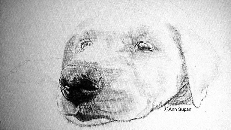 Original Fine Art Animal Drawing by Ann Supan