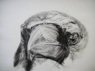 Print of Expressionism Animal Drawings by Ann Supan