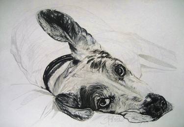 Print of Dogs Drawings by Ann Supan