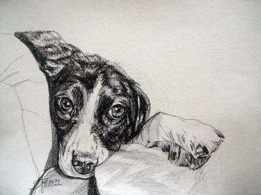 Print of Dogs Drawings by Ann Supan