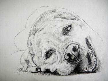 Print of Dogs Drawings by Ann Supan