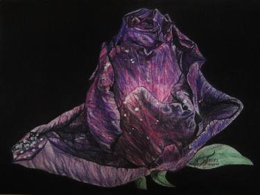 Original Documentary Floral Drawings by Ann Supan