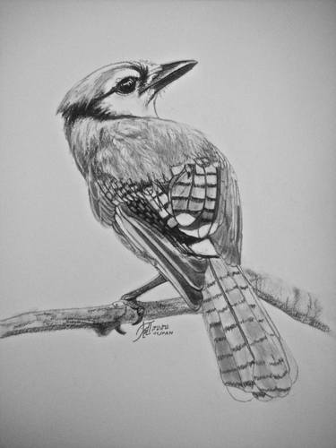 Black And White Blue Jay Drawing By Ann Supan Saatchi Art