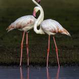 The Pink Flamingos by Kedar Bhide