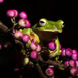 The Frog on Berries by Kedar Bhide