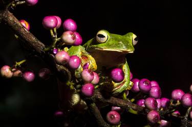 The Frog on Berries thumb