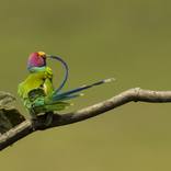 The Parakeet Feather Make Up by Kedar Bhide