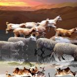 Mindless migration from desert entropy by Lis Grace