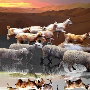 Mindless migration from desert entropy