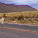 Llama crossing by Lis Grace