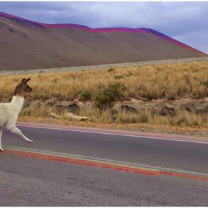 Llama crossing