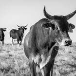 A Menacing Look - Limited Edition of 40 by Marshall Gould