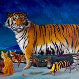 Tiger of the Year by Yulia Pustoshkina