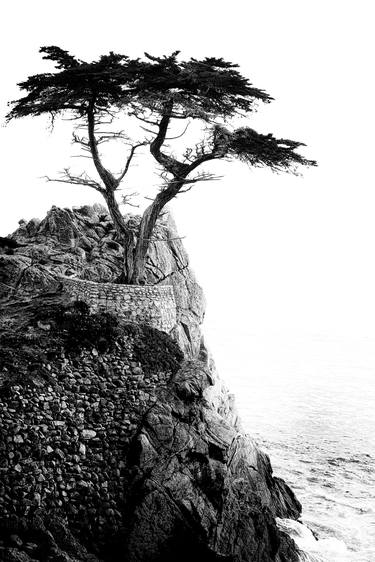 lone cypress (against the sea) - Limited Edition 2 of 20 thumb