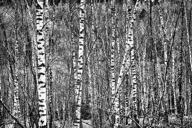 birch grove - Limited Edition 2 of 20 thumb