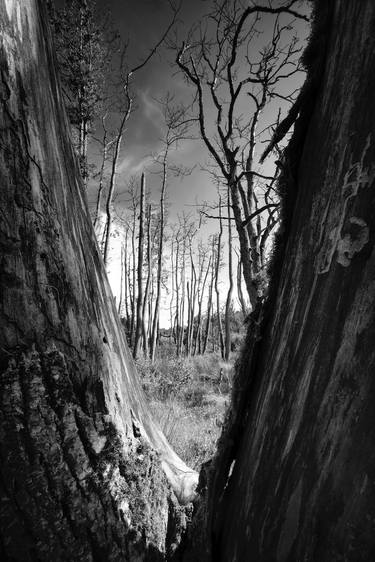 Original Conceptual Tree Photography by Christian Schwarz