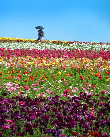 Umbrella in a Field of Flowers. Limited Edition 1 of 20 thumb