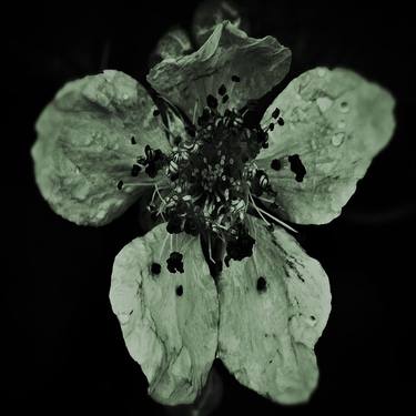 Print of Conceptual Botanic Photography by Jack Steel