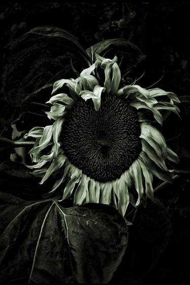 Print of Conceptual Botanic Photography by Jack Steel