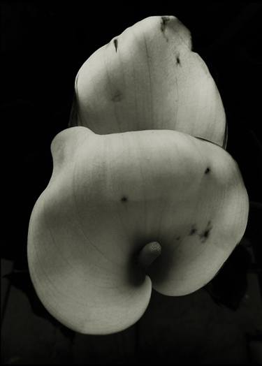 Print of Botanic Photography by Jack Steel