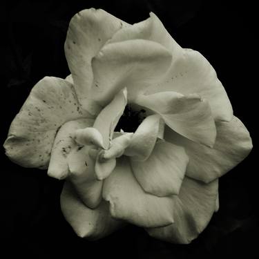 Original Conceptual Botanic Photography by Jack Steel