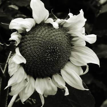 sunflower (square) - Limited Edition of 1 thumb
