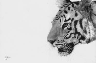 Original Animal Drawings by Jyotsna Singh Shields