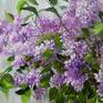 Lilac flowers. Oil painting. Floral still life. Bouquet of lilac. On canvas. Original art. 
You look at the picture, you feel the aroma of flowers.

Oil. 
Canvas.
24 x 24 x 0,7in.
60 x 60 x 1,7cm 
Year 2020.