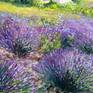 Provence. France. Lavender fields. Summer landscape. Purple flowers. Oil painting on canvas.
Oil paints.
Linen canvas.
20 x 24 x 0,6in.
50 x 60cm.
Year 2020.