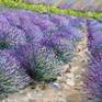 Provence. France. Lavender fields. Summer landscape. Purple flowers. Oil painting on canvas.
Oil paints.
Linen canvas.
20 x 24 x 0,6in.
50 x 60cm.
Year 2020.