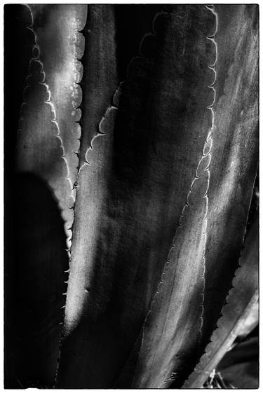 Print of Botanic Photography by Douglas Williams