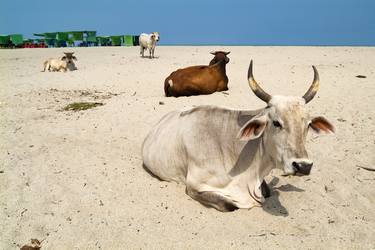 Cattle on the Beach, Colombia thumb