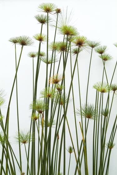 Print of Documentary Botanic Photography by Douglas Williams