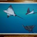 Stingrays by Marcos Albuquerque