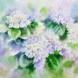 Hydrangea by Alfiya Safi