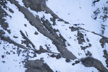 THE GHOST OF MOUNTAINS- SNOW LEOPARD thumb