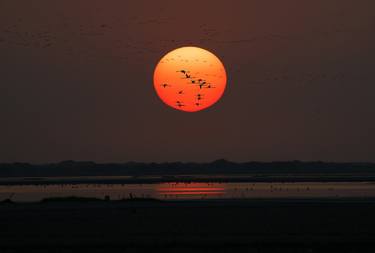 Sunset With Flamingos thumb