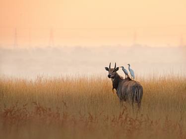 The BLUE BULL and EGRET thumb