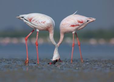 The Lesser Flamingos thumb