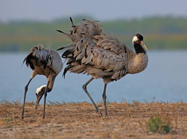 Print of Portraiture Animal Photography by Bhavya joshi