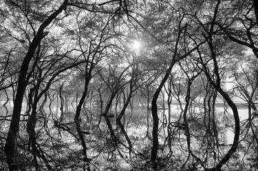 Original Abstract Nature Photography by Bhavya Joshi