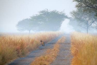 Original Color Field Painting Animal Photography by Bhavya Joshi