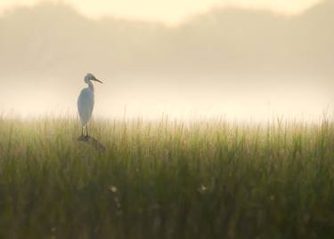 Original Art Deco Animal Photography by Bhavya Joshi