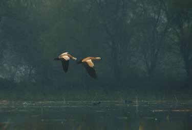 The Rudy Shelducks thumb