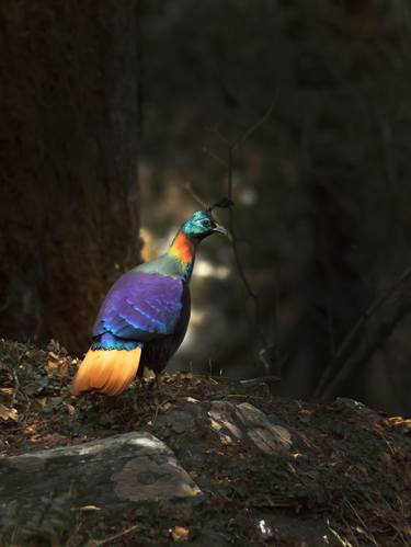Original Nature Photography by Bhavya joshi