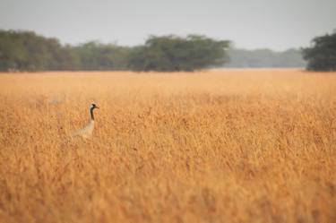 Print of Animal Photography by Bhavya joshi